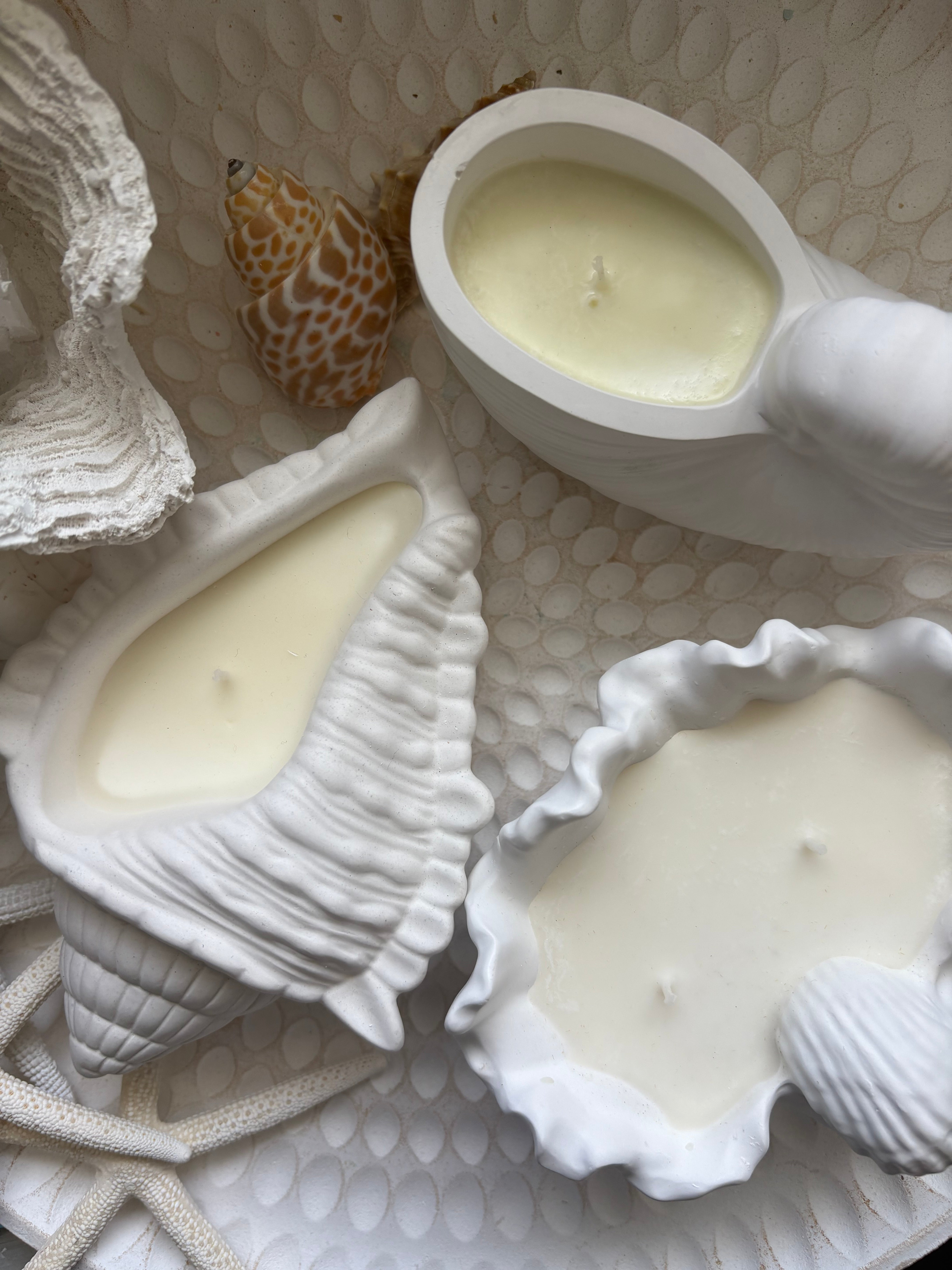 ✨ Coastal Shell Trio Gift Set ✨