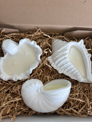 ✨ Coastal Shell Trio Gift Set ✨